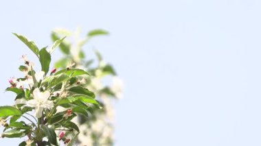 Mavi gökyüzünde çiçekler açıyor. Ilık bir bahar gününde doğal manzara.