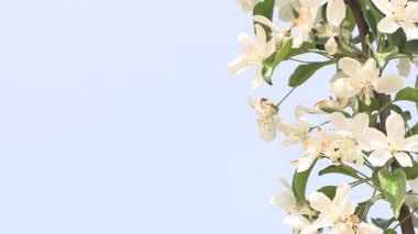 Mavi gökyüzünde açan çiçekler.