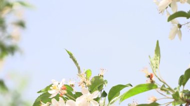 Mavi gökyüzünde açan çiçekler.