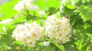 Serin meltemde dalgalanan beyaz çiçekler ve yapraklar..