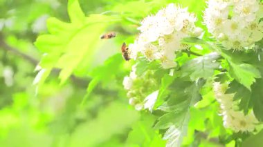 Serin meltemde dalgalanan beyaz çiçekler ve yapraklar. Ilık bir bahar gününde doğal manzara.