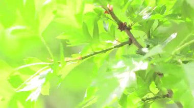 Serin meltemde dalgalanan yeşil yapraklar..