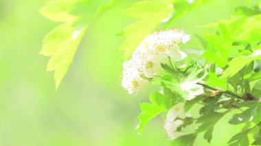 Serin meltemde dalgalanan beyaz çiçekler ve yapraklar..