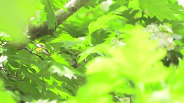 Serin meltemde dalgalanan yeşil yapraklar. Ilık bir bahar gününde doğal manzara.