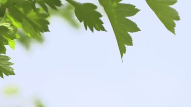 Taze yeşil yapraklar dalgalanıyor mavi gökyüzünde.