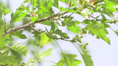 Taze yeşil yapraklar mavi gökyüzünde dalgalanıyor. Ilık bir bahar gününde doğal manzara.