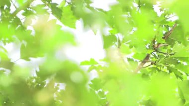 Serin meltemde dalgalanan yeşil yapraklar..
