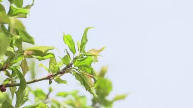 Taze yeşil yapraklar mavi gökyüzünde dalgalanıyor. Ilık bir bahar gününde doğal manzara.