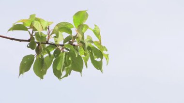 Taze yeşil yapraklar dalgalanıyor mavi gökyüzünde.