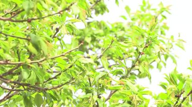 Serin meltemde dalgalanan yeşil yapraklar..