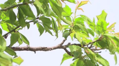 Taze yeşil yapraklar dalgalanıyor mavi gökyüzünde.