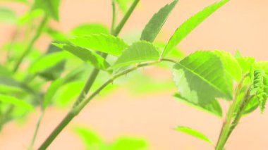Serin meltemde dalgalanan yeşil yapraklar. Ilık bir bahar gününde doğal manzara.