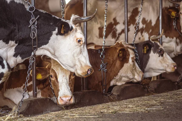 Intensive breeding of cows in a row exploited for milk production confined to a barn on a farm, many cows tied with chains. Intensive animal farming or industrial livestock production, factory farming