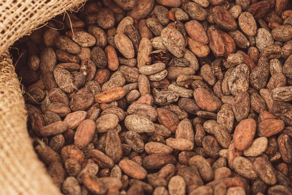 Roasted beans or seeds of Theobroma cacao or cocoa in a jute sack, close up