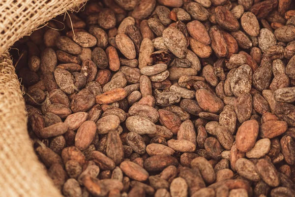 Kavrulmuş fasulye ya da Theobroma kakaosu tohumu ya da kakao çuvalı içinde kakao.