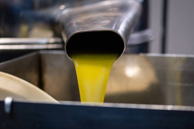 Fresh extra virgin olive oil pouring into tank at a cold-press factory after the olive season harvesting clipart