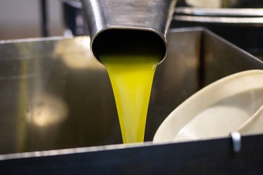 Zeytin mevsiminden sonra soğuk pres fabrikasında depoya dökülen ekstra saf zeytinyağı.