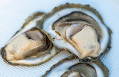 Bari, Puglia, İtalya 'da bir sokak balığı pazarında taze çiğ istiridye yemek için hazır.