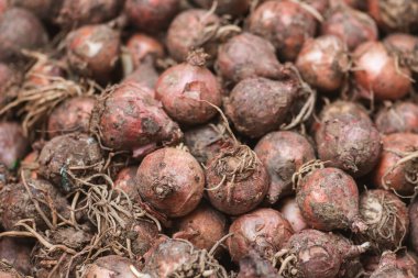 Lampascioni (İtalyanca: Lampascioni, lampagioni veya Leopoldia comosa), İtalya 'nın Basilicata ve Puglia bölgelerinde bulunan bir gastronomik spesiyaldir.