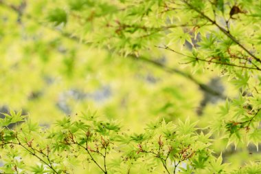 Japon akçaağaç ya da palmiye ağacı olarak bilinen Acer palmatumunun güzel yeşil lav 'ları baharda bulanık arka planda olur. 