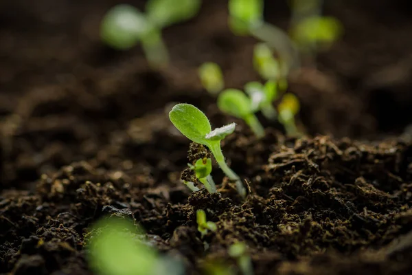 Small Young Green Lettuce Seedlings Just Sprouted Seeds Planted Fertile — Stock Photo, Image