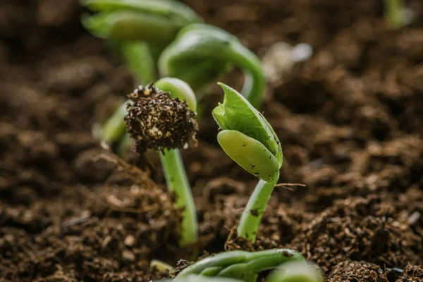 Small Fresh Green White Beans Seedlings Just Sprouted Seeds Planted — Stock Photo, Image