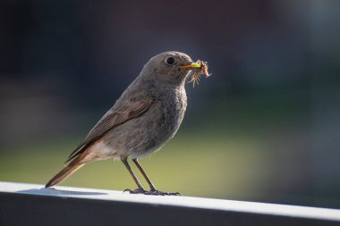 Güzel Yaygın Kızılay (Phoenicurus phoenicurus), yeşil tırtıllı küçük bir kuş veya balkondaki gagasında kameraya bakan solucan.