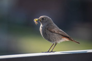 Güzel Yaygın Kızılay (Phoenicurus phoenicurus), yeşil tırtıllı küçük bir kuş veya balkondaki gagasında kameraya bakan solucan.