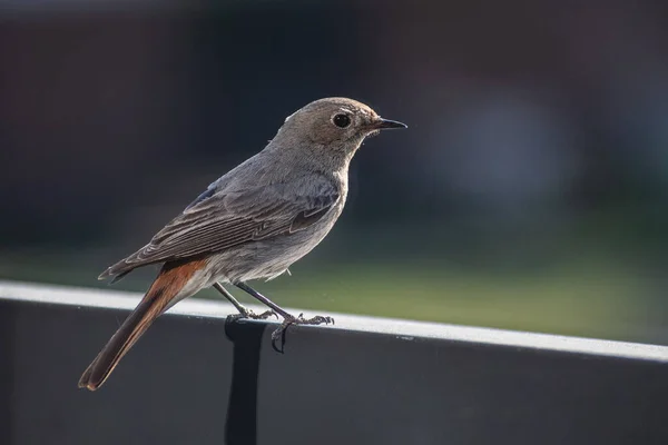 stock image Beautiful Common Redstart (Phoenicurus phoenicurus), small female passerine bird on the balcony looking at the camera