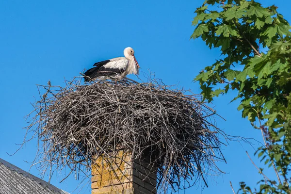 Beautiful female of a white and black stork nesting in a large nest on the roof of a house in spring