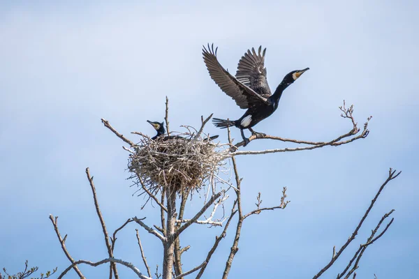 stock image Couple of beautiful black cormorants nesting in a big nest on the tree on the coast of the Baltic Sea in spring, male flying away to fish