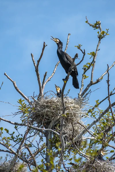 Stock image Couple of beautiful black cormorants with open beaks nesting in a big nest on the tree on the coast of the Baltic Sea in spring, vertical