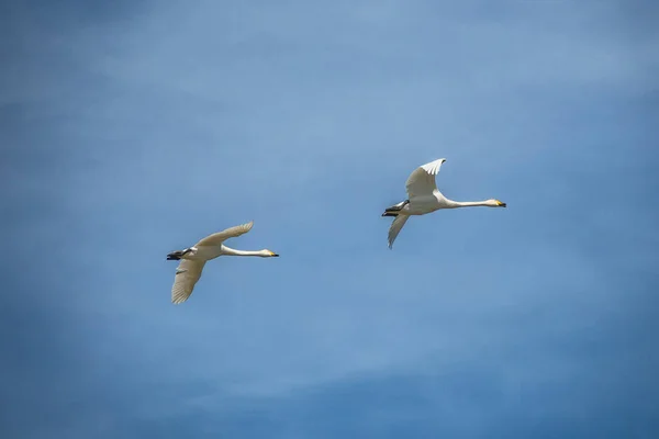 Весною Кілька Прекрасних Білих Лебедів Летять Разом Тлі Блакитного Неба — стокове фото
