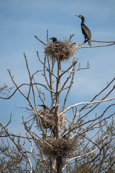 stock image Beautiful huge colony of black cormorants nesting in big nests on tree branches on the coast of the Baltic Sea in spring, vertical