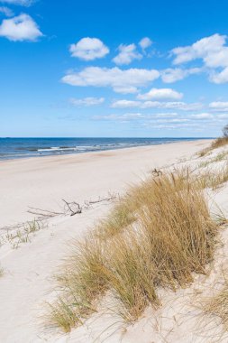 Güzel kumlu sahil kuru ve sarı çimenler, rüzgarda savrulan sazlar, Palanga 'da Baltık Denizi' nde dalgalı mavi deniz, Klaipeda, Litvanya, dikey