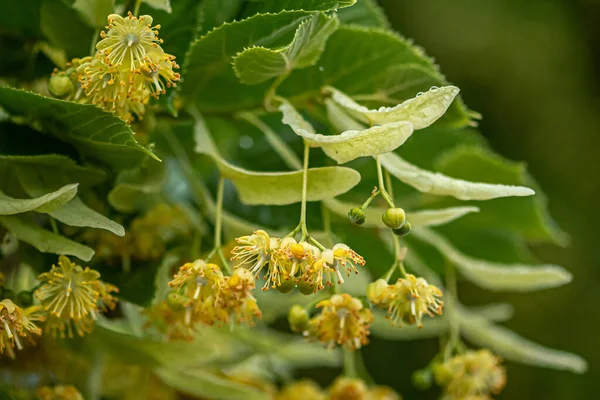 stock image Linden or lime tree in bloom in June during a rainy day, close up