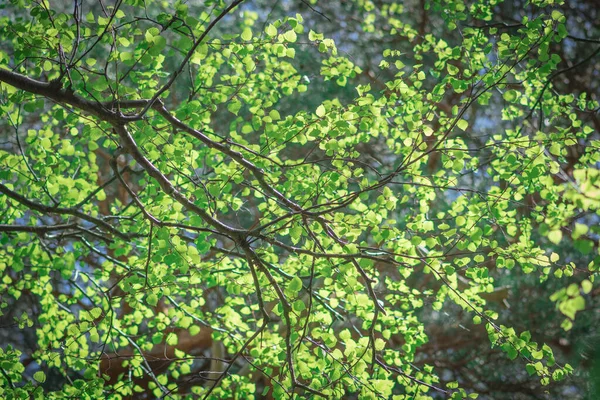 Krásné Mladé Zelené Lávy Vrcholu Břízy Začátku Léta — Stock fotografie