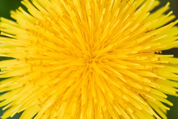 Piękny Widok Góry Żółty Kwiat Mniszka Lekarskiego Naświetlaniem Płatków Makro — Zdjęcie stockowe