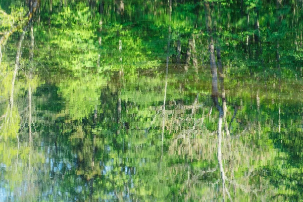 Прекрасный Поздний Весенний Ранний Летний Пейзаж Красивыми Зелеными Листьями Различных — стоковое фото