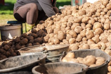 Eylül 'de yiyecek, hayvan ya da bir sonraki ekin için bir Letonya tarlasında ya da çiftliğinde patates toplamak ya da ayırmak.