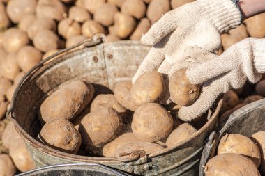 Eylül 'de yiyecek, hayvan ya da bir sonraki ekin için bir Letonya tarlasında ya da çiftliğinde patates toplamak ya da ayırmak.
