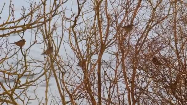 Małe Ptaszki Czekające Gołe Gałęzie Drzewa Nadejście Wiosny Południu Śniegiem — Wideo stockowe