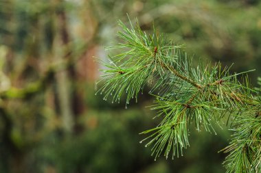 Kışın veya ilkbaharın başlarında ormanda veya ormanda yağmur damlalarıyla kaplı köknar ya da çam ağacı dalları kapanıyor.
