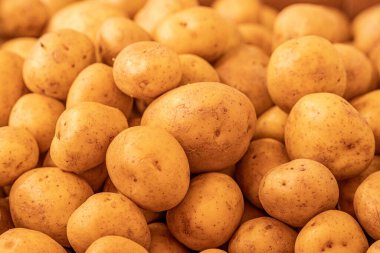 Taze organik sarı patates piyasadaki birçok büyük patates arasında göze çarpar. Bir yığın patates kökü. Patates dokusunu yakından çek. Makro patates.