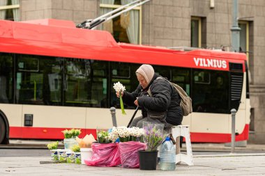 Vilnius, Litvanya - 18 Mayıs 2025: Vilnius, Litvanya 'nın merkezinde arka planda Vilnius yazılı bir otobüsle çiçek satan yaşlı kadın