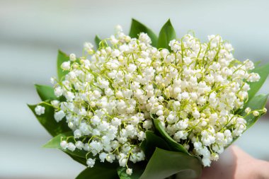Beyaz arka planda, vadi çiçeğinin güzel zambağı.