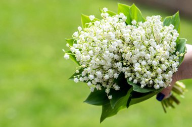 Yeşil arka planda, vadi çiçeğinin güzel beyaz zambağı, kopyalama alanı.