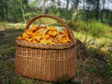 Yaban mantarlı hasır sepet. Ormandaki yosunlara konmuş mantarlar.