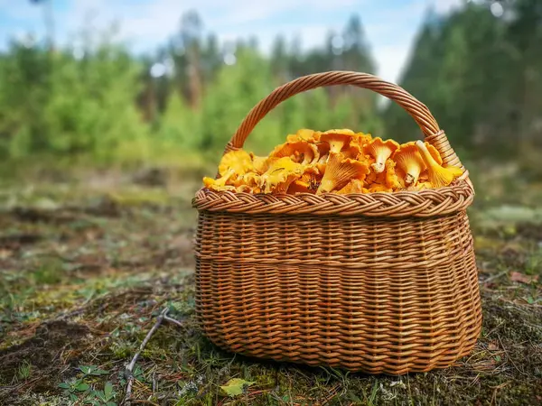 Yaban mantarlı hasır sepet. Ormandaki yosunlara konmuş mantarlar.