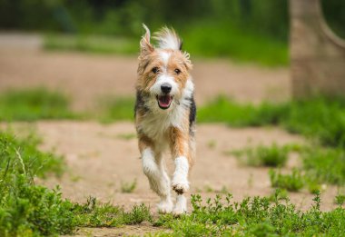 Sevimli, mutlu, pasaklı köpek yeşil çimlerin üzerinde koşuyor.